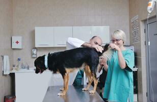 veterinário e assistente em uma clínica de pequenos animais foto