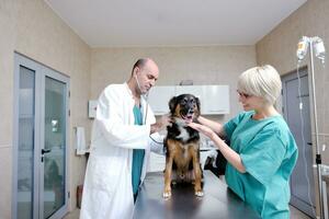 veterinário e assistente em uma clínica de pequenos animais foto