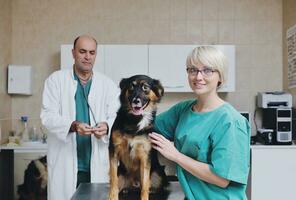 veterinário e assistente em uma clínica de pequenos animais foto