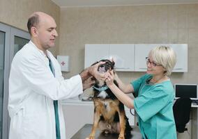 veterinário e assistente em uma clínica de pequenos animais foto