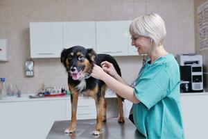 veterinário e assistente em uma clínica de pequenos animais foto