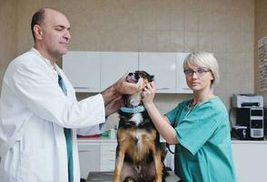 veterinário e assistente em uma clínica de pequenos animais foto