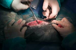 uma equipe de cirurgiões e veterinários realizando operação de castração ou esterilização em um gato em um hospital de animais. foto