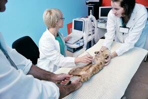 veterinário e assistente em uma clínica de pequenos animais foto