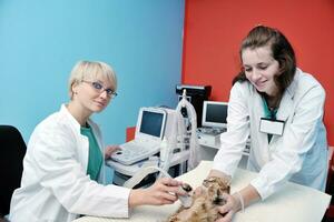 veterinário e assistente em uma clínica de pequenos animais foto