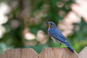 uma pequeno, azul pássaro canoro visto dentro perfil em uma verão dia. foto