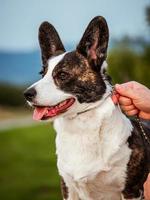 cão corgi marrom mostra postura e retrato padrão b treinamento do animal de estimação foto