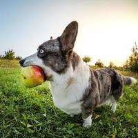 cachorro corgi marrom com maçã na boca foto