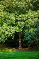 árvores sazonais e estradas natureza verde no parque foto