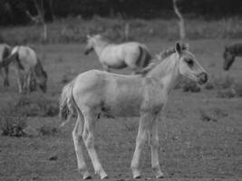 cavalos selvagens na alemanha foto