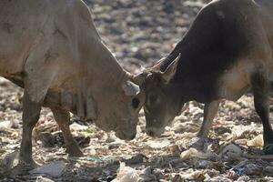 ampla montanhas do lixo empilhado acima às a piyungan final disposição site, vacas confronto chifres pode estar visto. desperdício gestão emergência dentro Yogyakarta. foto