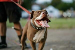 fechar-se, uma Castanho pitbull cachorro este dele proprietário é jogando com dentro a cidade. foto