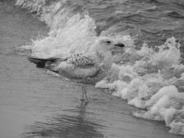 o mar báltico na polônia foto