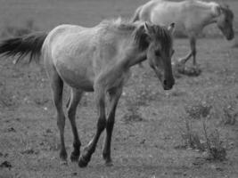 cavalos em uma alemão campo foto