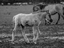 cavalos selvagens na Vestfália foto