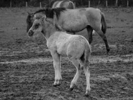 cavalos selvagens na Vestfália foto