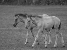 cavalos selvagens na alemanha foto