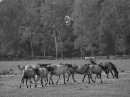 cavalos em uma alemão campo foto