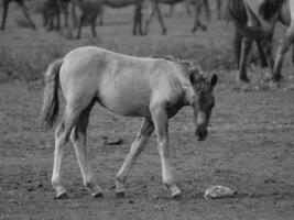 cavalos selvagens na alemanha foto