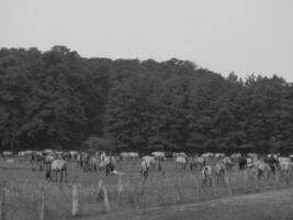 cavalos selvagens na alemanha foto