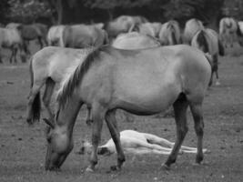 cavalos em uma alemão campo foto