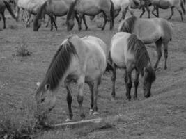 cavalos em uma alemão campo foto