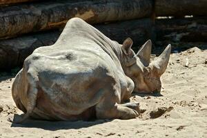 uma rinoceronte com uma ampla chifre mentiras em a areia, virou para trás. ensolarado. atrás uma cerca fez do Histórico. foto