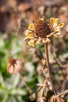 calêndula flores congeladas a partir de outono geada. a primeiro noite geada. a família do ásteres. silenciado tons. seletivo foco. a fundo é embaçado. foto