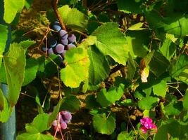 grupo do roxa uvas entre a folhas e flores foto