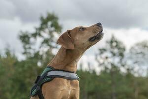 jovem cão de caça cachorro uivos foto