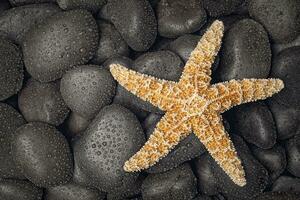 estrelas do mar em molhado Preto pedras foto