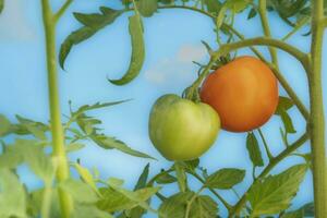 maduro e verde tomates crescer em uma plantar dentro a jardim foto