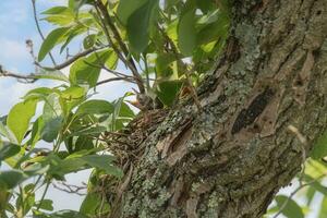 bebê Robins ligar para Comida a partir de seus ninho foto