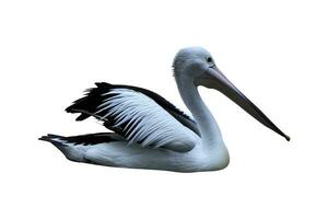 pelicanos em uma branco fundo foto