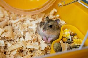 uma branco dzungaro hamster dentro uma multicolorido cela com tubos, uma roda, uma tigela do comida, enchimento, parece curiosamente. foto