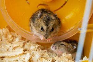 uma casal do hamsters dentro uma jaula. dzungaro hamsters, pequeno filhotes foto