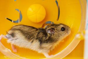 uma dzungaro hamster corrida dentro uma amarelo roda. Alto qualidade fotos