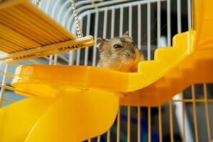 uma hamster é sentado dentro uma cela em uma amarelo Escadaria. inquisitivo, fofa pequeno jungarik foto