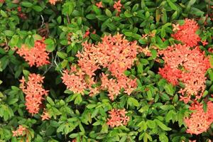 uma arbusto com laranja flores e verde folhas foto