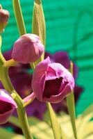 orquídea dendrobium roxa é cultivada no jardim ao ar livre para decorar o jardim naturalmente e criar uma atmosfera fresca e bonita no parque ao ar livre. foto