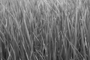 verde arroz plantas estão crescendo dentro a Campos do agricultores quem crescer eles para atacado e exportação e industrial plantas para processo seus produzir dentro vários formulários para comércio pronto para estar colhido. foto