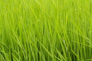 a exuberante verde arroz plantas dentro a agricultores jardim estão pronto para estar colhido em breve para estar vendido e processado para dentro uma grampo Comida para asiáticos para arroz crescido dentro Tailândia para estar vendido por aí a mundo. foto