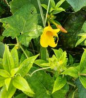 lindo amarelo flor dentro a jardim. foto