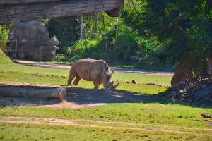 rinoceronte e arquitetura pedras dentro a ao ar livre jardim zoológico luz solar dentro a tarde floresta fundo. foto