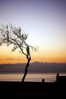 árvore e um homem solitário perto do mar foto