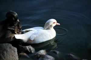 doce animal pássaro pato no lago na natureza foto