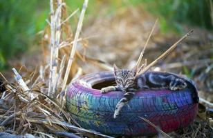 doce animal gato na roda de um carro foto