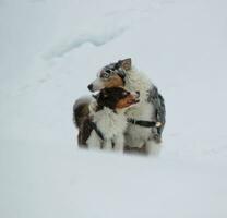 casal do australiano pastor dentro a neve foto