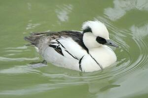 masculino Pato smew foto