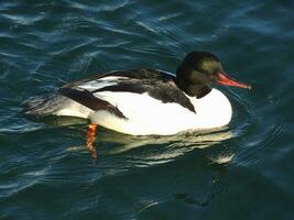 goosander masculino Pato foto